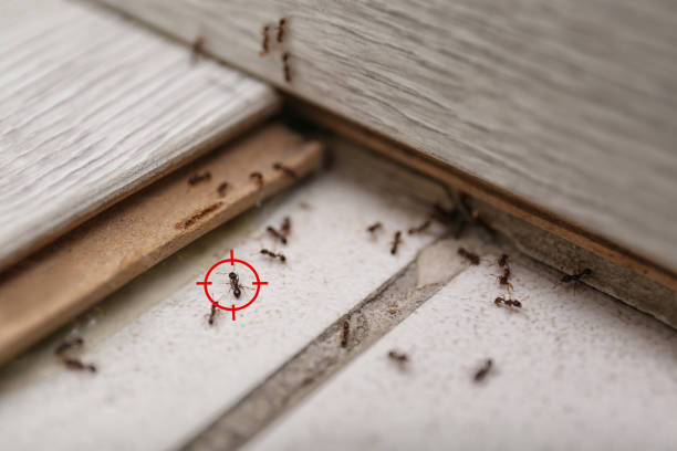 Best Residential Pest Control  in Coon Rapids, MN